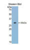 Granzyme K antibody, LS-C298379, Lifespan Biosciences, Western Blot image 