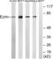 Ezrin antibody, LS-B7599, Lifespan Biosciences, Western Blot image 