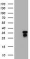 Jun Proto-Oncogene, AP-1 Transcription Factor Subunit antibody, TA800612S, Origene, Western Blot image 