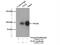 TLE Family Member 3, Transcriptional Corepressor antibody, 22094-1-AP, Proteintech Group, Immunoprecipitation image 