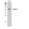 Caspase 9 antibody, LS-C382459, Lifespan Biosciences, Western Blot image 