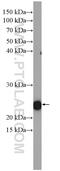 Ras Homolog Family Member A antibody, 27213-1-AP, Proteintech Group, Western Blot image 