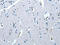 Protein Kinase X-Linked antibody, CSB-PA051875, Cusabio, Immunohistochemistry frozen image 