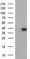 Apolipoprotein A5 antibody, TA507101BM, Origene, Western Blot image 