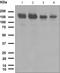 Timeless Circadian Regulator antibody, ab109512, Abcam, Western Blot image 