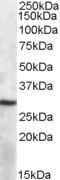 Septin 2 antibody, orb20053, Biorbyt, Western Blot image 