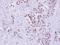 N-Acetylneuraminate Synthase antibody, GTX118242, GeneTex, Immunohistochemistry paraffin image 