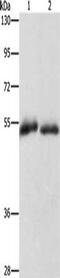 CD36 Molecule antibody, CSB-PA616030, Cusabio, Western Blot image 