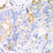 Chitinase Acidic antibody, LS-C334794, Lifespan Biosciences, Immunohistochemistry frozen image 