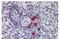 Linker For Activation Of T Cells Family Member 2 antibody, NBP1-44948, Novus Biologicals, Immunohistochemistry frozen image 