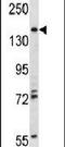 TRAF2 And NCK Interacting Kinase antibody, PA5-15181, Invitrogen Antibodies, Western Blot image 