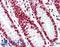 TATA-Box Binding Protein Associated Factor 15 antibody, LS-B10405, Lifespan Biosciences, Immunohistochemistry frozen image 