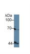 Inhibin beta B chain antibody, LS-C294614, Lifespan Biosciences, Western Blot image 