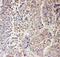 Solute Carrier Family 9 Member A2 antibody, PA2219, Boster Biological Technology, Immunohistochemistry frozen image 