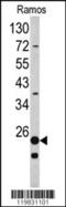 40S ribosomal protein S9 antibody, 62-362, ProSci, Western Blot image 