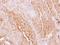 Islet Amyloid Polypeptide antibody, GTX113367, GeneTex, Immunohistochemistry paraffin image 