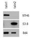 Talin 2 antibody, MCA4771, Bio-Rad (formerly AbD Serotec) , Western Blot image 