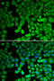 Nuclear Receptor Subfamily 4 Group A Member 1 antibody, 13-298, ProSci, Immunofluorescence image 