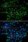 ELL Associated Factor 2 antibody, A7119, ABclonal Technology, Immunofluorescence image 