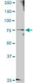 G2 And S-Phase Expressed 1 antibody, H00051512-D01P, Novus Biologicals, Western Blot image 