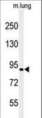 GDH antibody, LS-C166770, Lifespan Biosciences, Western Blot image 