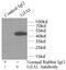 Connexin-43 antibody, FNab01861, FineTest, Immunoprecipitation image 