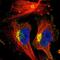 Epidermal Growth Factor Receptor Pathway Substrate 8 antibody, NBP1-86150, Novus Biologicals, Immunofluorescence image 