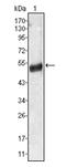 Angiotensinogen antibody, AM06351SU-N, Origene, Western Blot image 