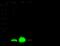 SUB1 Regulator Of Transcription antibody, 14326-T52, Sino Biological, Western Blot image 