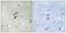 DNA polymerase-transactivated protein 2 antibody, GTX87367, GeneTex, Immunohistochemistry paraffin image 