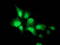 Neuraminidase 2 antibody, TA502942, Origene, Immunofluorescence image 