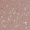 Hydroxyacylglutathione Hydrolase Like antibody, NBP2-68980, Novus Biologicals, Immunohistochemistry frozen image 