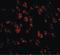 Protocadherin 12 antibody, LS-C108481, Lifespan Biosciences, Immunofluorescence image 