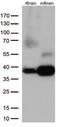 Syntaxin 1A antibody, M01961-2, Boster Biological Technology, Western Blot image 