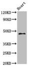 Inhibitor Of Growth Family Member 1 antibody, LS-C671529, Lifespan Biosciences, Western Blot image 