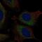 Atlastin GTPase 3 antibody, NBP2-69023, Novus Biologicals, Immunofluorescence image 