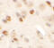 Cardiomyopathy-associated protein 5 antibody, 6403, ProSci, Immunohistochemistry paraffin image 