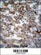Glutaryl-CoA Dehydrogenase antibody, 56-724, ProSci, Immunohistochemistry paraffin image 