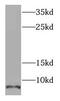 Secretoglobin Family 2A Member 2 antibody, FNab04962, FineTest, Western Blot image 