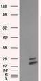 NME/NM23 Nucleoside Diphosphate Kinase 4 antibody, LS-C115152, Lifespan Biosciences, Western Blot image 