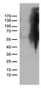 FIP3 antibody, TA812459S, Origene, Western Blot image 