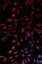 CPH antibody, orb167364, Biorbyt, Immunofluorescence image 