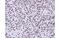 Apoptosis Enhancing Nuclease antibody, MBS835185, MyBioSource, Immunohistochemistry paraffin image 