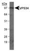 Phosphatidylinositol 3-Kinase Catalytic Subunit Type 3 antibody, NB110-87320, Novus Biologicals, Western Blot image 