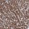 VPS37D antibody, HPA040978, Atlas Antibodies, Immunohistochemistry paraffin image 