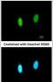 G-Patch Domain And KOW Motifs antibody, PA5-31000, Invitrogen Antibodies, Immunofluorescence image 