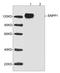 Ectonucleotide Pyrophosphatase/Phosphodiesterase 1 antibody, LS-B13680, Lifespan Biosciences, Western Blot image 