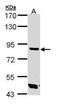 Trehalase antibody, PA5-22076, Invitrogen Antibodies, Western Blot image 