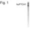 Patched 1 antibody, PA1-4134, Invitrogen Antibodies, Western Blot image 