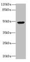 RNA Binding Motif Protein 41 antibody, CSB-PA850315LA01HU, Cusabio, Western Blot image 